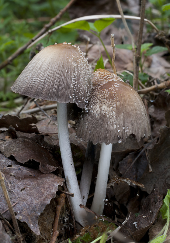 Coprinus domesticus